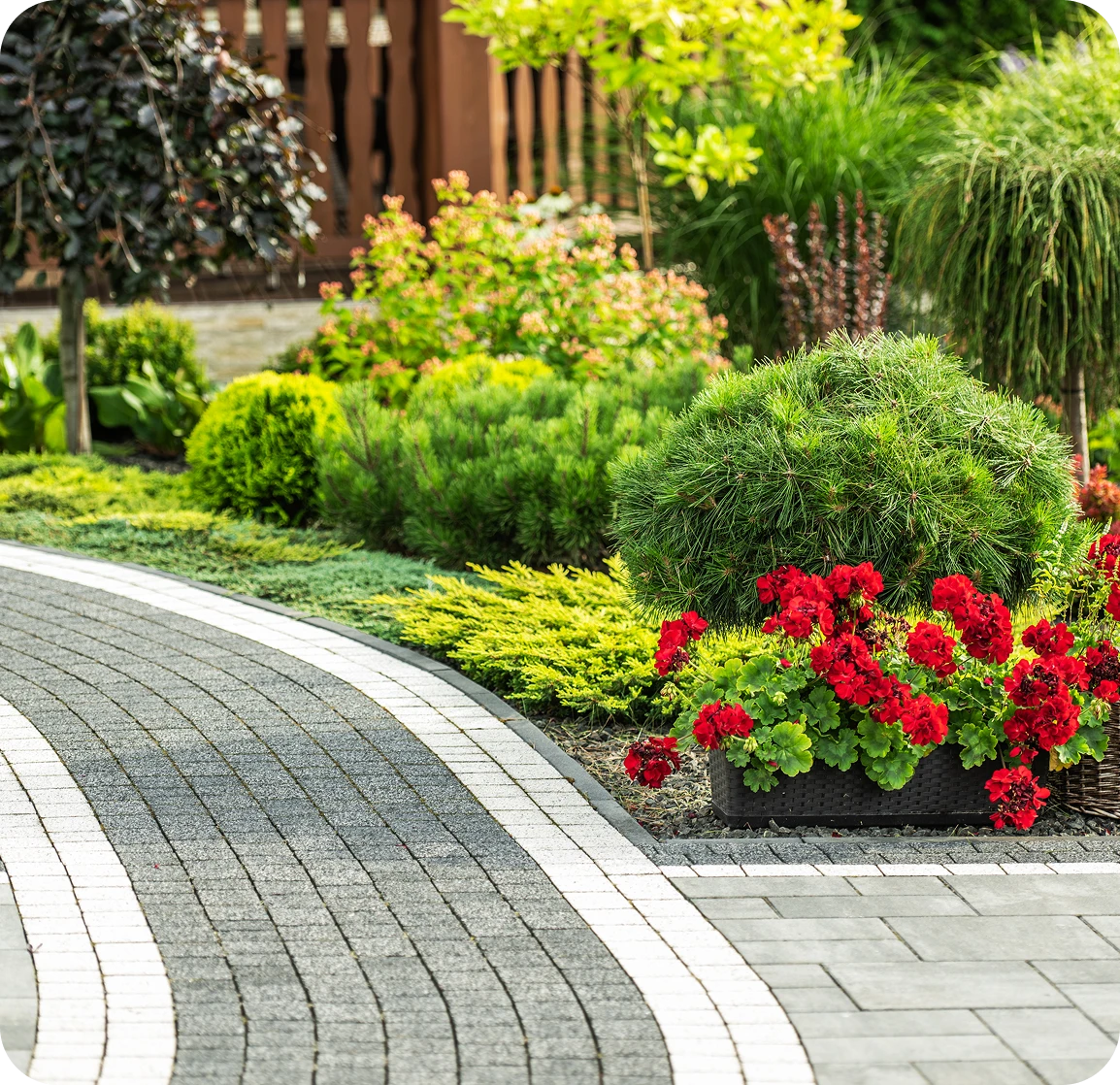 Curving paved walkway lined with neat green manicured shrubs and red flowers